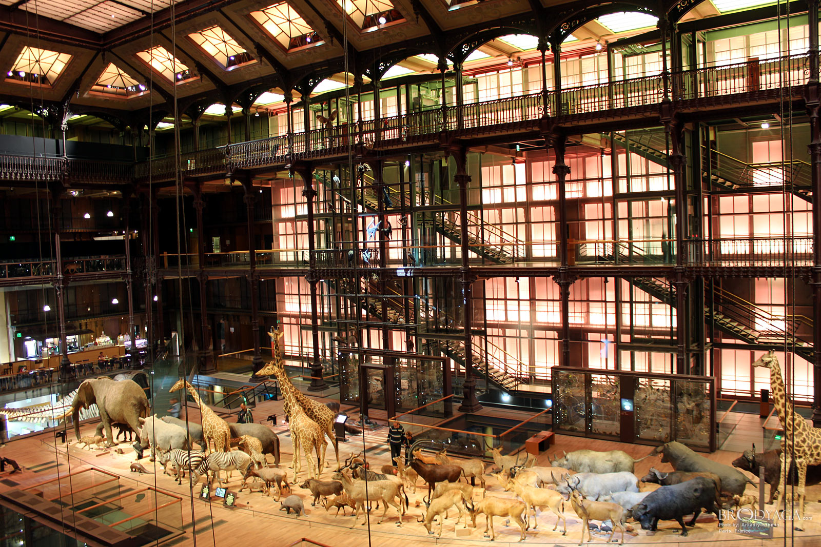 Galerie d'Entomologie